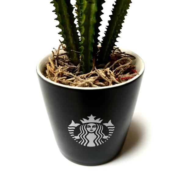 Cute Cactus in Starbucks shot - Picture 1 of 5